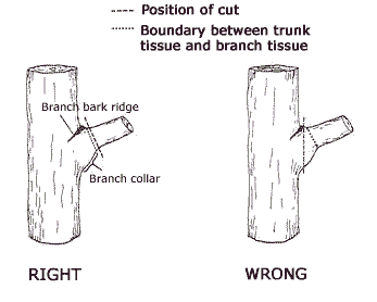 collar cut technique