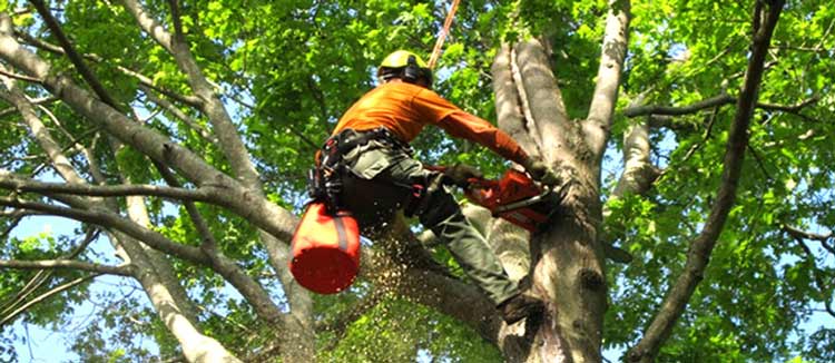 local-tree-services-near-me
