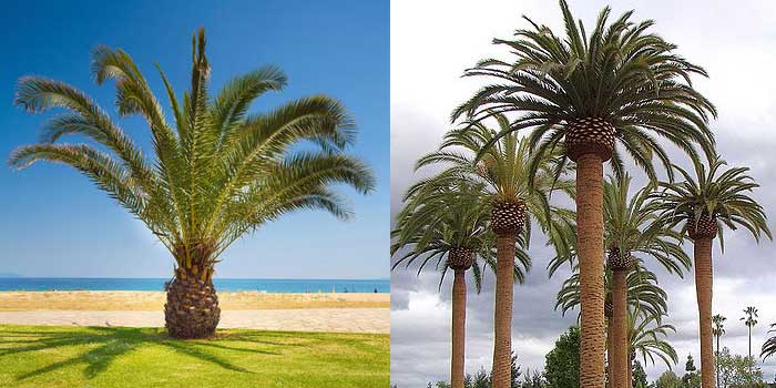 Palm Tree Trimming Cost Guide 2020 Compare Prices How To Save