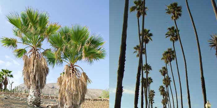 palm tree trimming phoenix