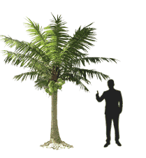 small palm tree human comparison