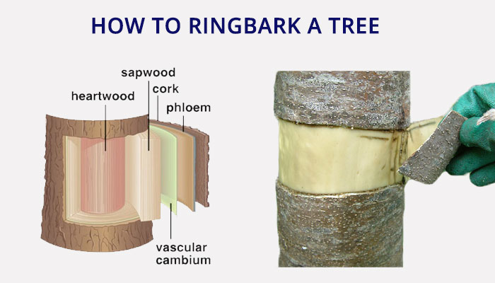 how to ringbark a tree infographic