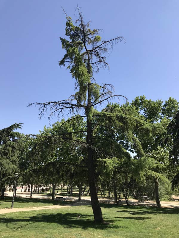 pine tree sick and dying with deadwood