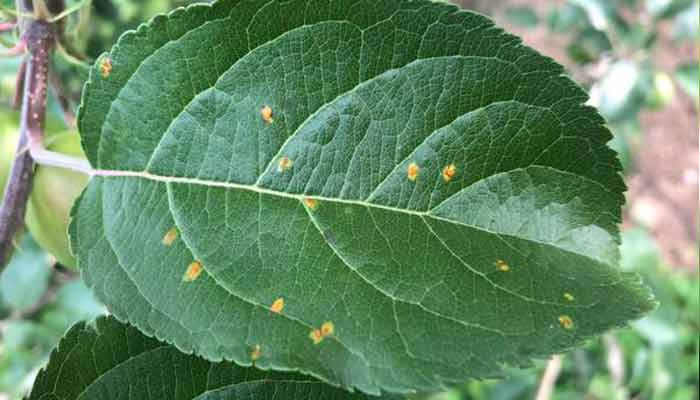 Ceder rust disease