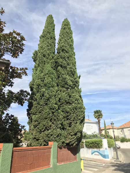 tree moving service cost