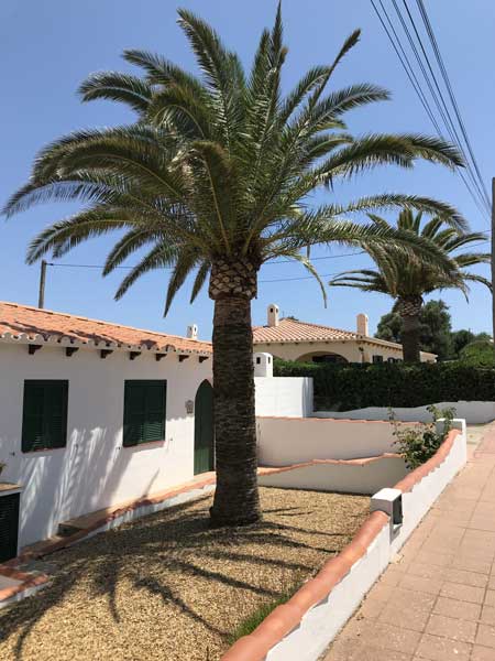 Date-palm-in-front-yard