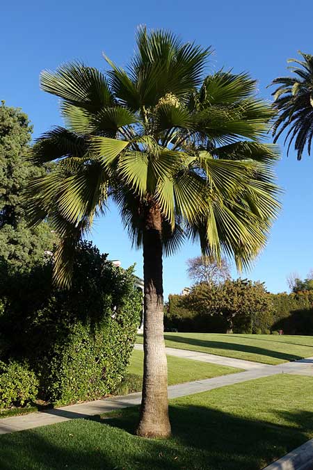 Date-palm-in-front-yard