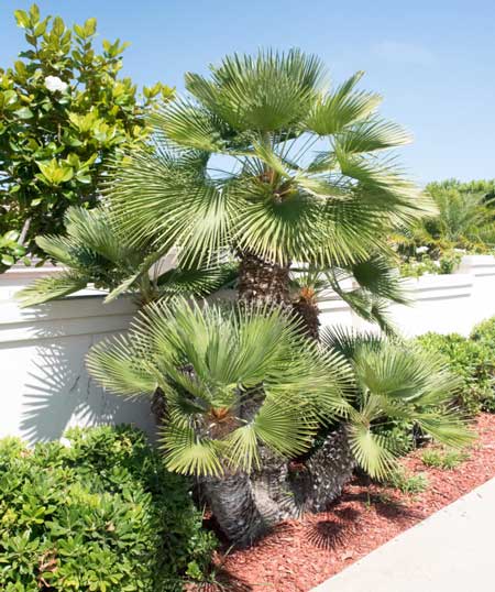 Date-palm-in-front-yard