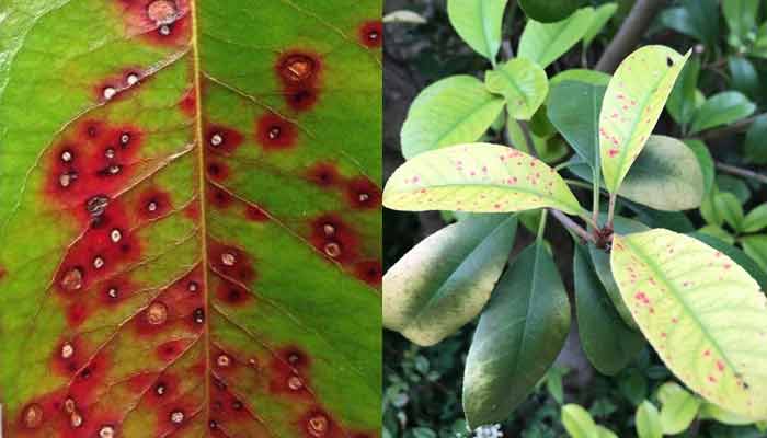 Photinia Leaf Spot close up plus plant