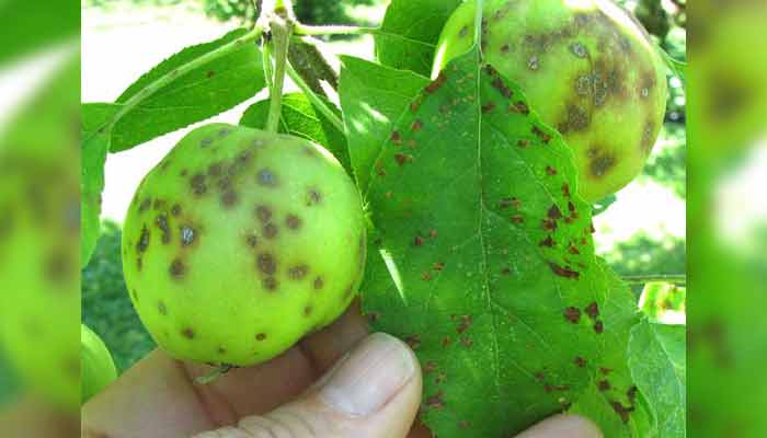 apple scab leaf and fruit