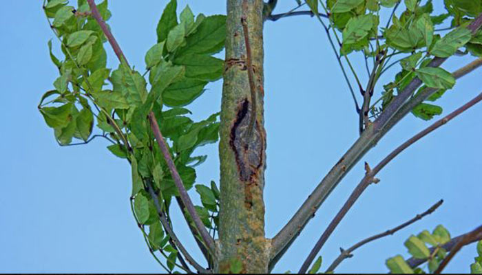 ash dieback trunk and branch