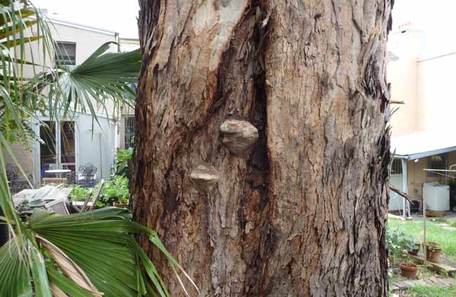 bracket fungi example