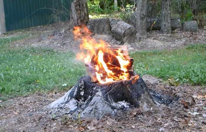 burn out tree stump