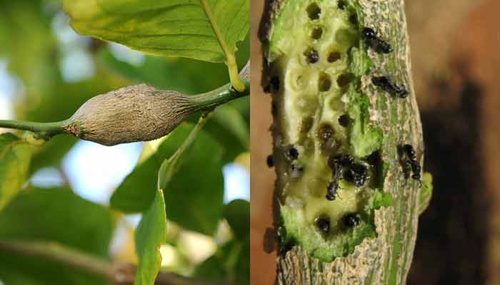 citrus gall wasp outside and inside