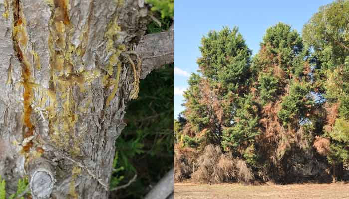 cypress canker trunk and tree