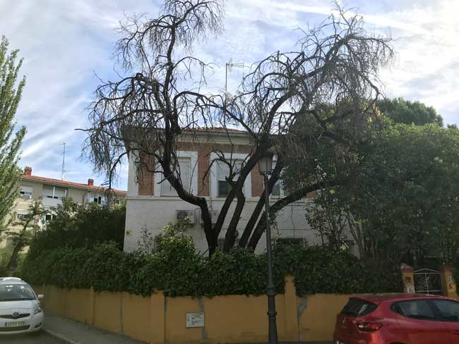 dead tree at front of property