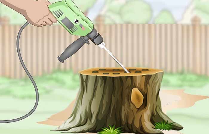 drill holes in stump