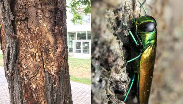 emerald ash borerbug and damage