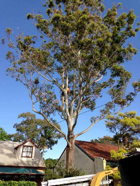 Tree Removal