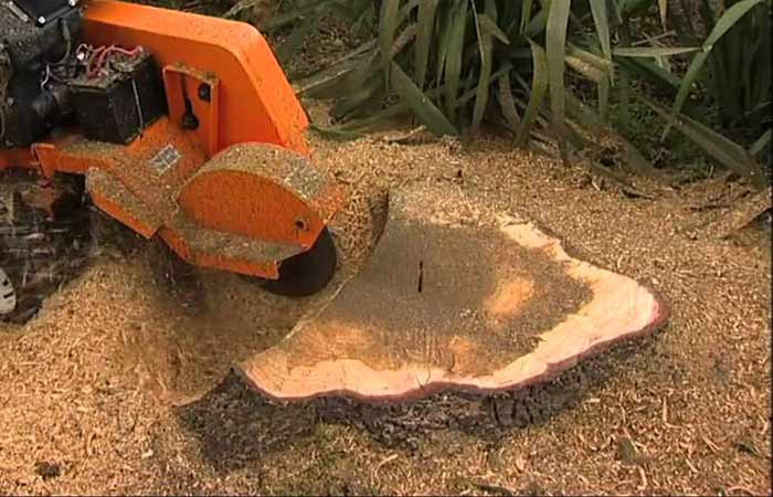 grind out stump with stump grinder