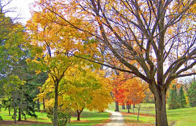 leaves falling early in fall