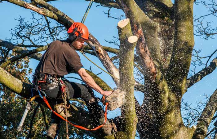 medium tree limb removal cost example 2