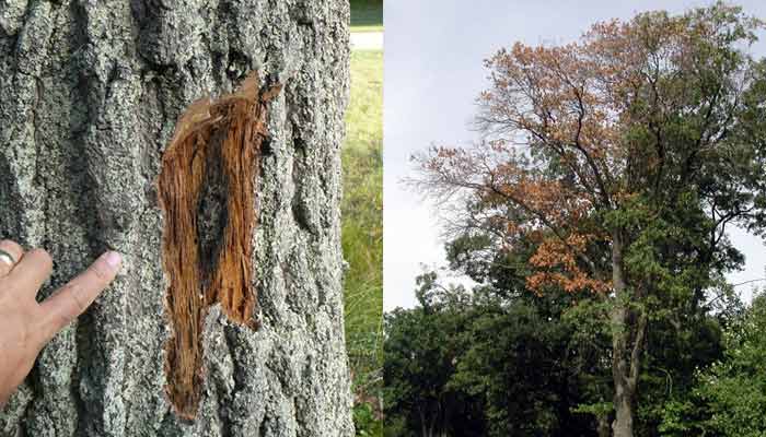 oak wilt bark and tree dieback