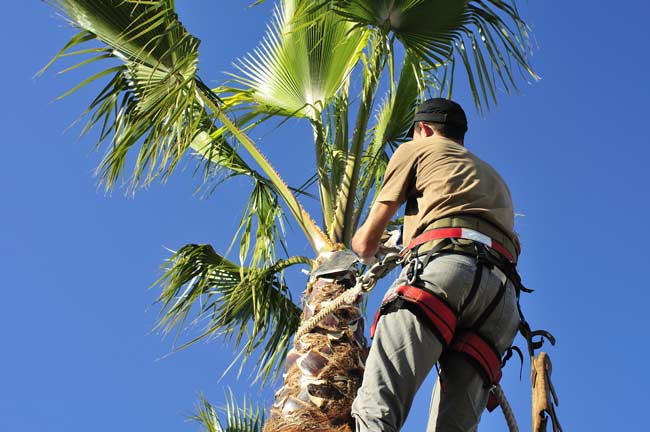 palm tree cutting