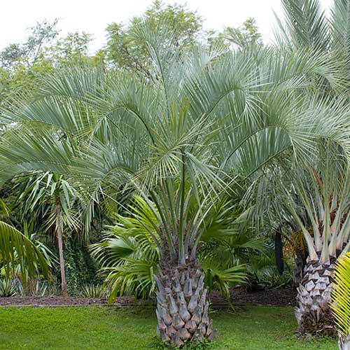 Date-palm-in-front-yard