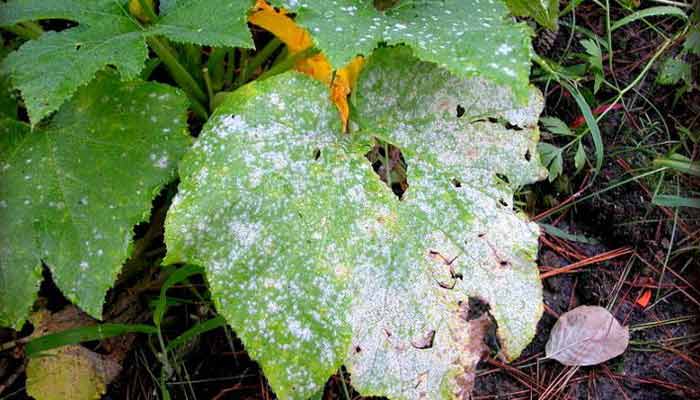 powdery_mildew leaf example