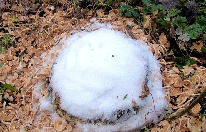 remove stump with epson salts