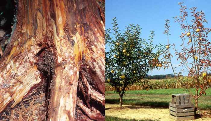 root rot trunk and tree