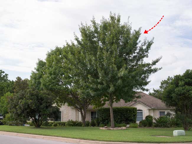 small oak tree removal cost example 1