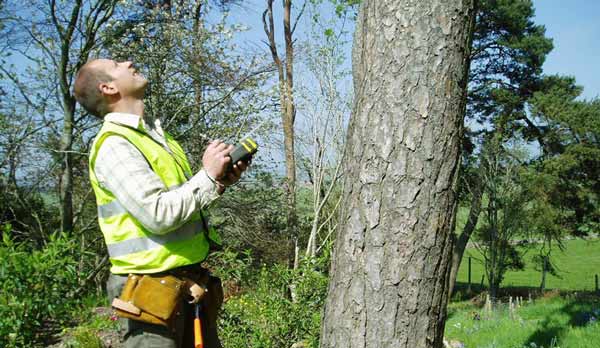 Tree doctor cost - Tree removal cost guide - Tree inspection cost