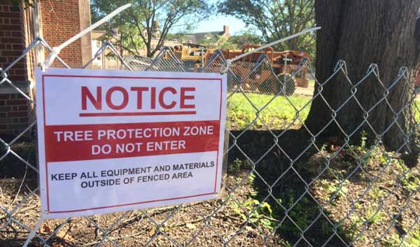 tree protection zone on construction site