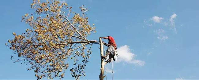 tree trimming in the winter full color