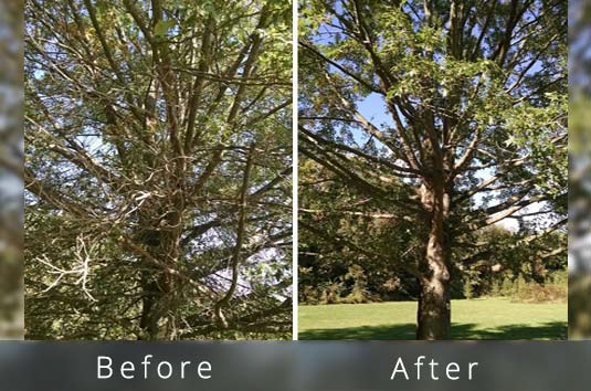 Cost to have large tree trimmed