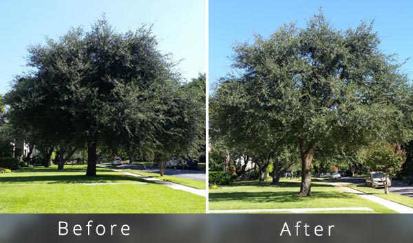 Ash tree trimming cost example canopy thin