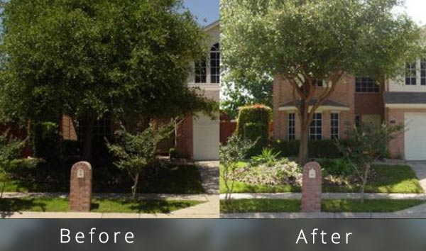 Date-palm-in-front-yard