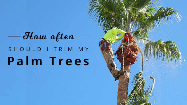 How often should palm tree be trimmed