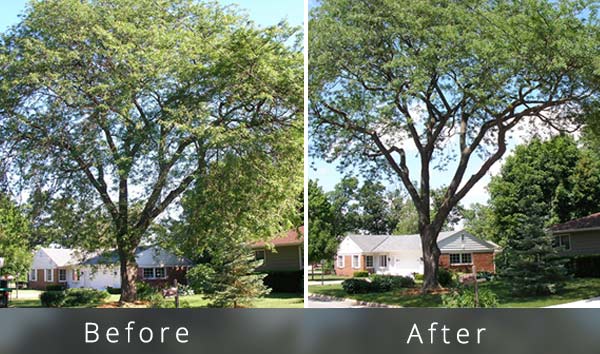 Tree trimming example American beech tree