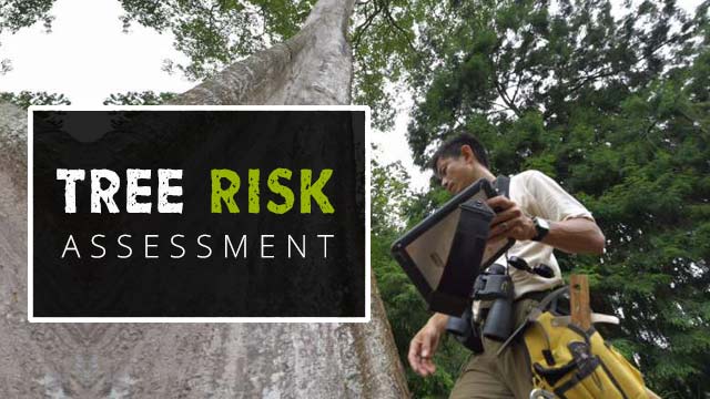 Tree Inspection, Risk Assessment & Inventory