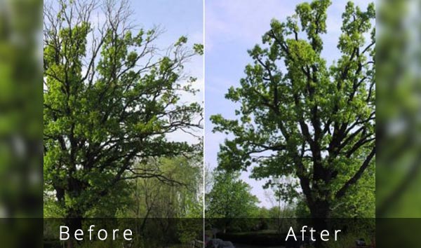 before after dead wood trimming