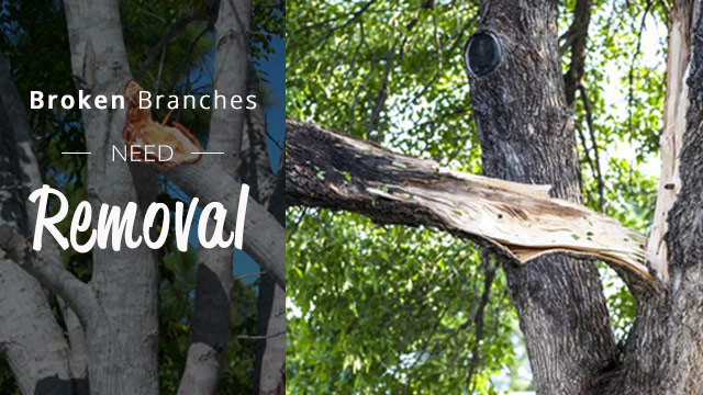 broken branches need removal
