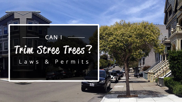 can i trim street trees