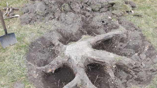 dig out stump by hand image