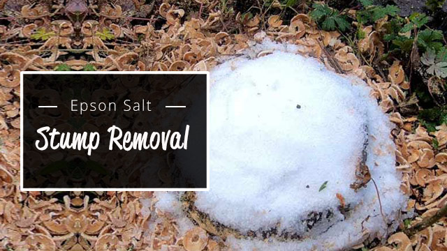 epson salts stump removal