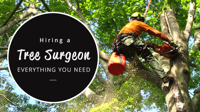 hiring a tree surgeon