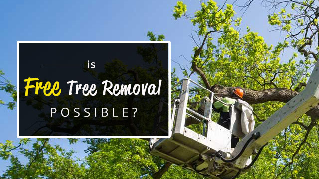 Can You Negotiate Tree Removal Thinkervine