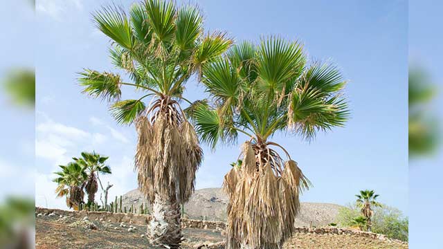 palm trees dead branches